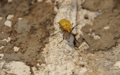 Diagnostic termites : comment savoir si votre région est concernée ?