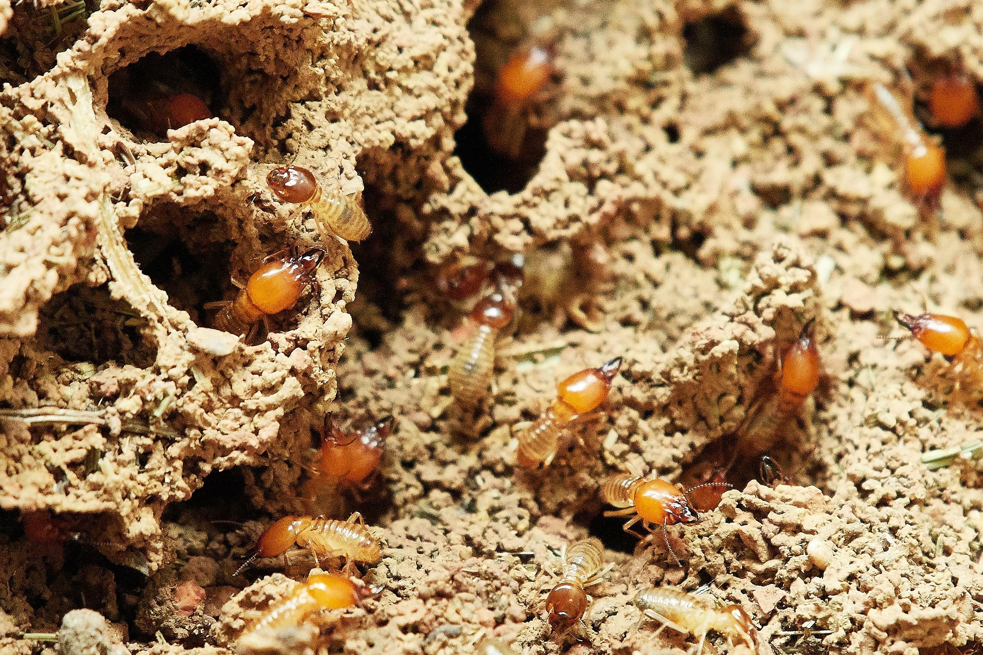 Diagnostic termites en Île-de-France